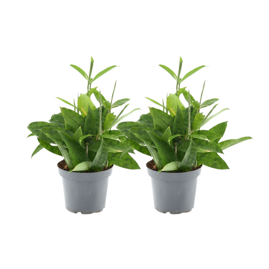 Dracaena Surculosa Set – 2 pflegeleichte Zimmerpflanzen Ø14cm