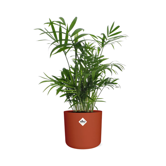 Chamaedorea Zwergbergpalme im ELHO Topf 14 cm Brique