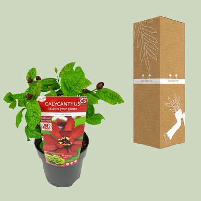 Calicanthus 'Hartlage Wine' – Duftender Gartenstrauch Ø19cm