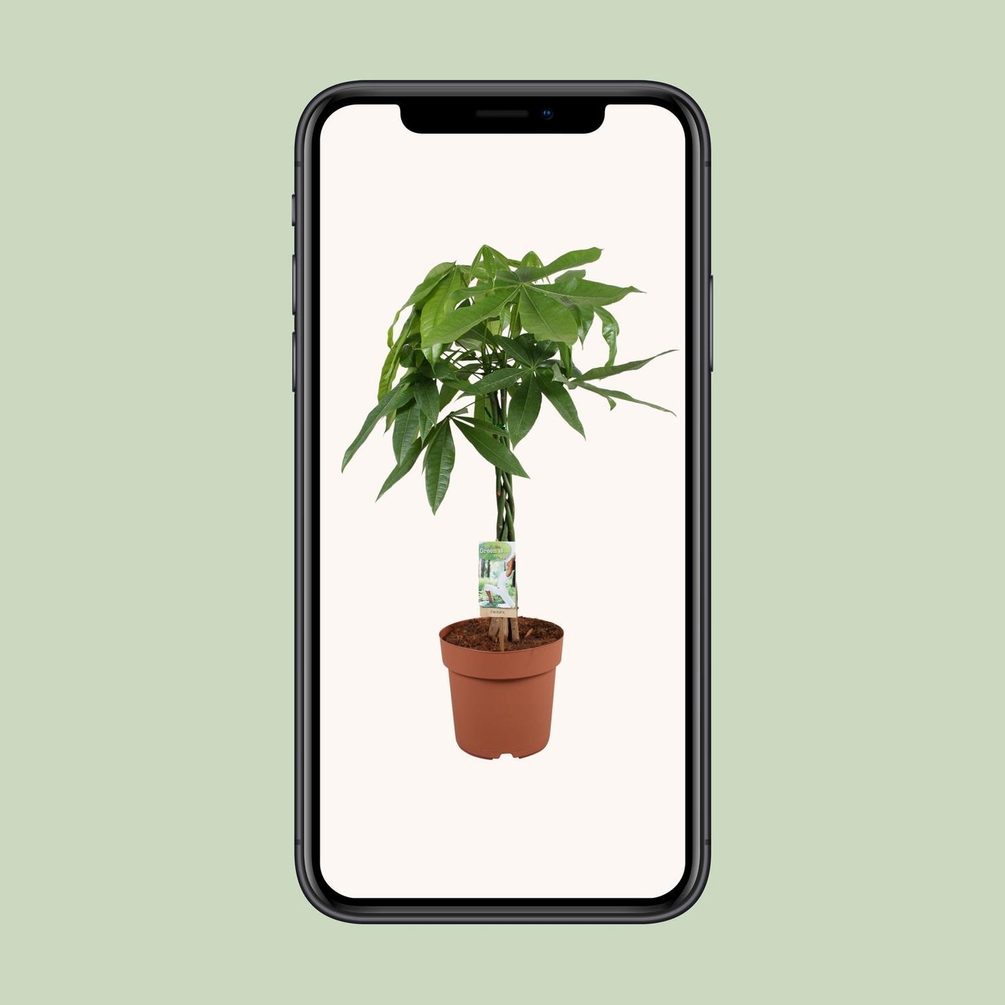 Pachira Aquatica – Pflegeleichte Zimmerpflanze Ø21cm, Höhe 90cm