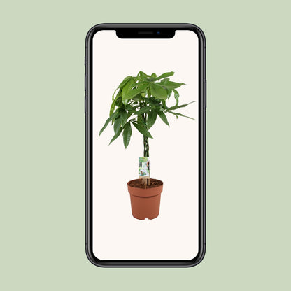 Pachira Aquatica – Pflegeleichte Zimmerpflanze Ø21cm, Höhe 90cm