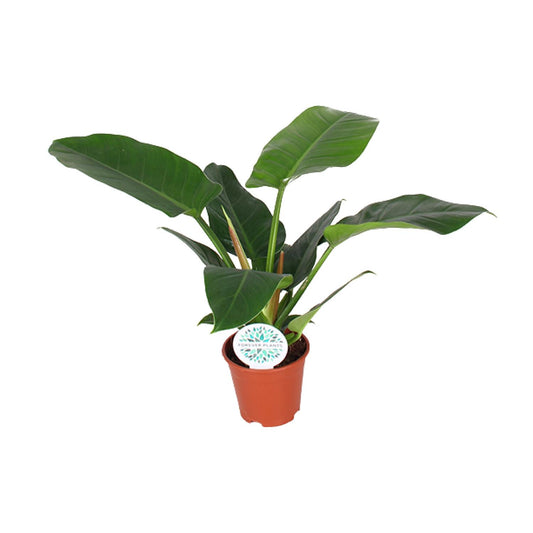 Philodendron Imperial Green – Pflegeleichte Zimmerpflanze Ø17cm