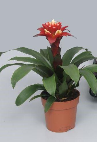 Guzmania Matilda – Pflegeleichte Luftpflanze Ø12cm