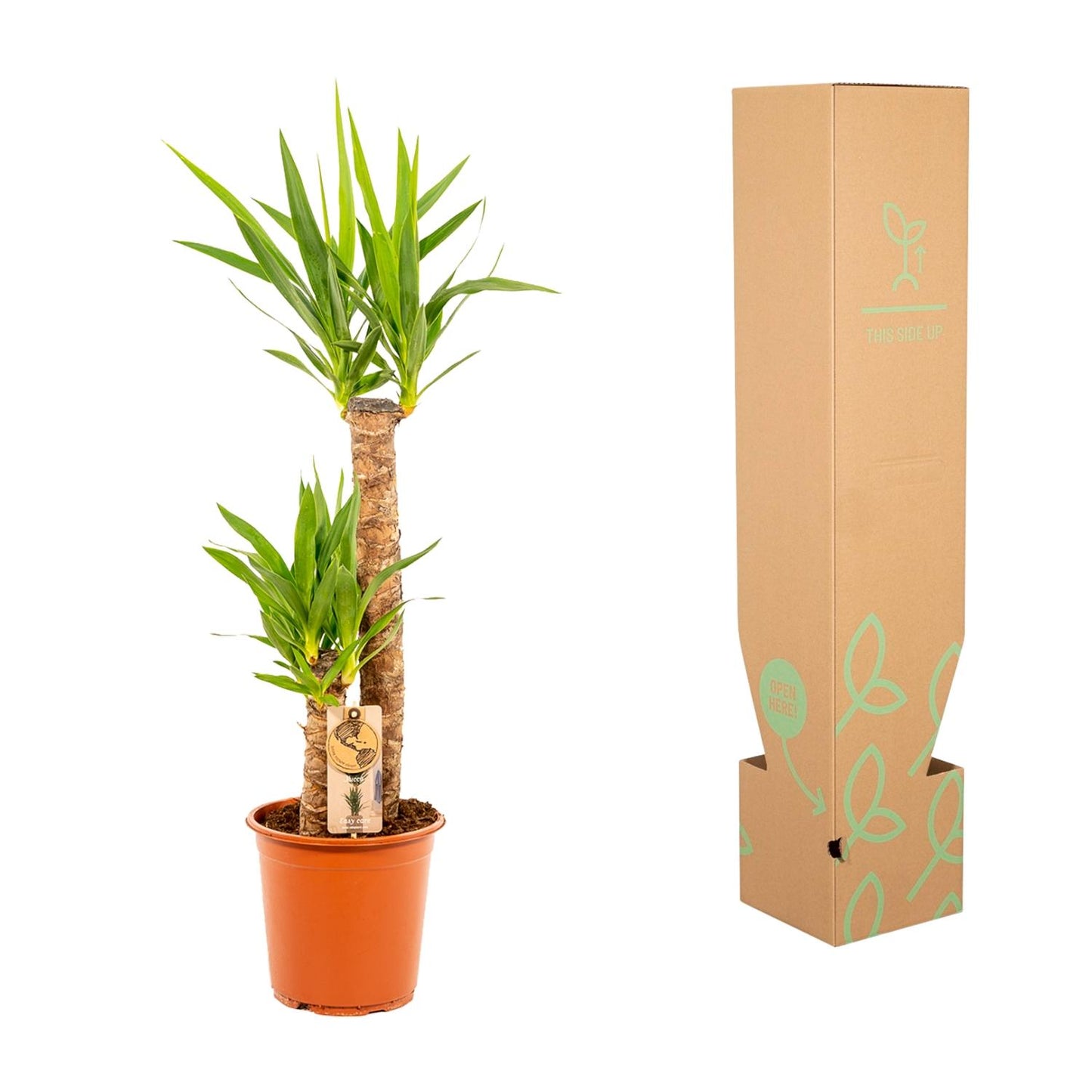 Yucca - Ø21 cm Topf - ca. 100 cm Höhe