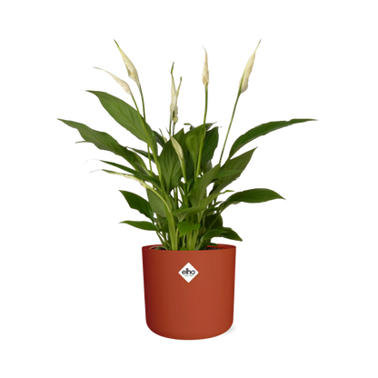 Friedenslilie Spathiphyllum 12 cm im ELHO b.for soft Topf