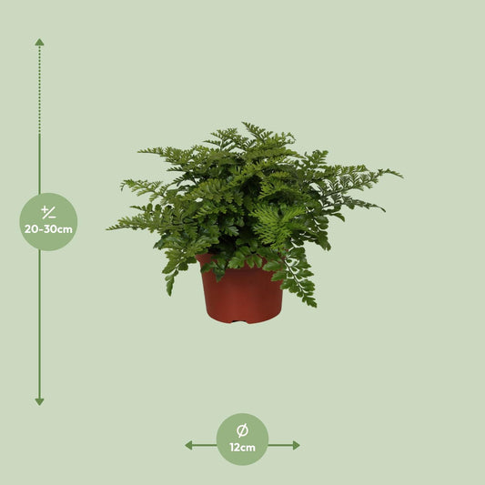 Asplenium Parvati – Pflegeleichter Spleenwort Farn Ø12cm