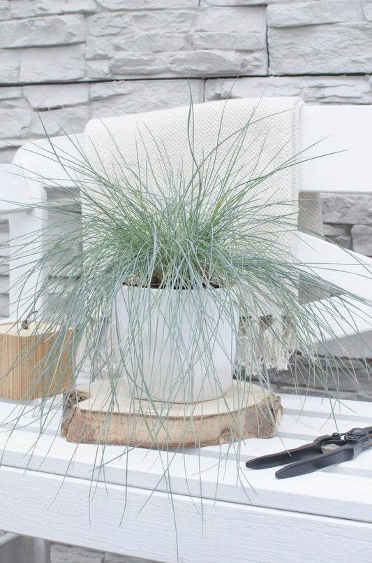Festuca glauca Azura Blue – Silberblaues Ziergras Ø14cm