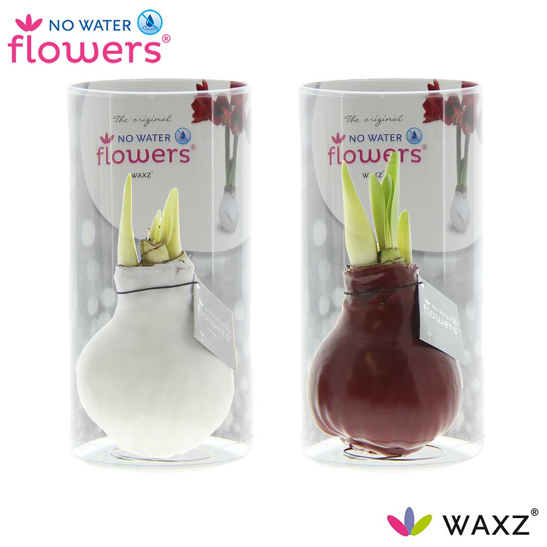 No Water Flowers Waxz Colorz – 2er Set Ø7 cm