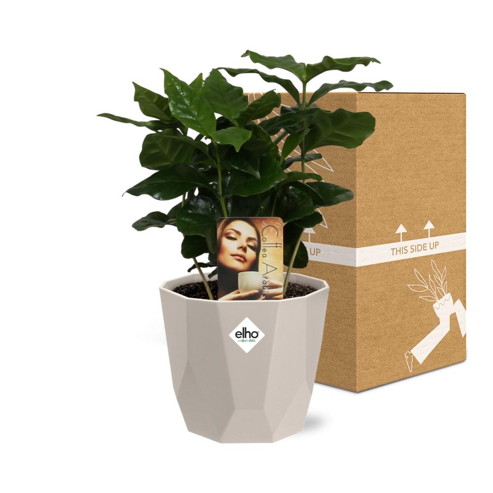 Coffea Arabica Zimmerpflanze im ELHO b.for rock 14 cm Topf