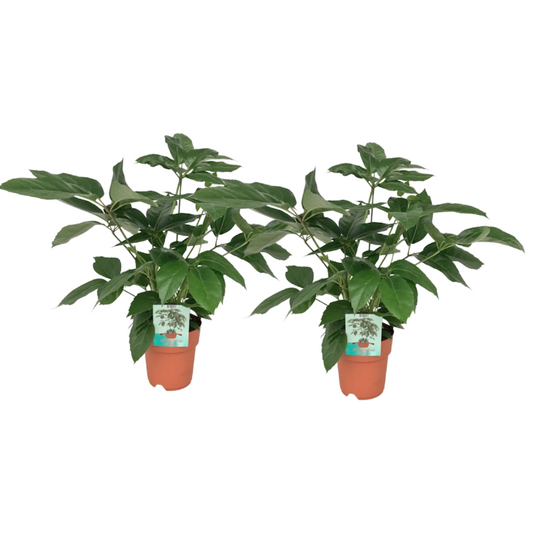 Schefflera Actinophylla Zimmerpflanze – 2er Set Ø19cm, ca. 75cm hoch