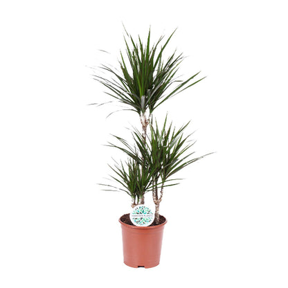 Drachenbaum Marginata Ø21cm – Pflegeleichte Zimmerpflanze