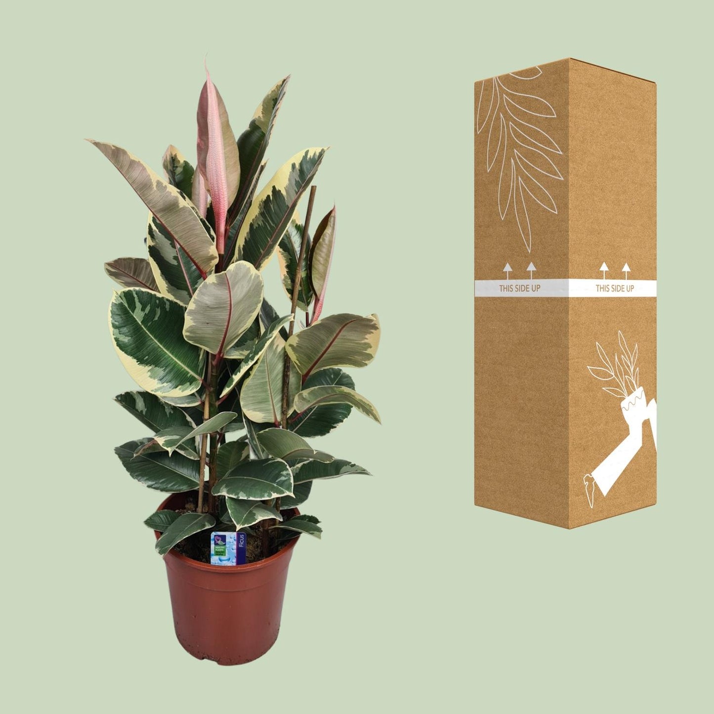 Ficus Elastica Tineke – Pflegeleichte Zimmerpflanze Ø27cm
