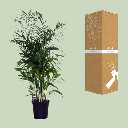 Chamaedorea Seifrizii – Zwerg-Bergpalme Ø24cm, ca. 140cm hoch