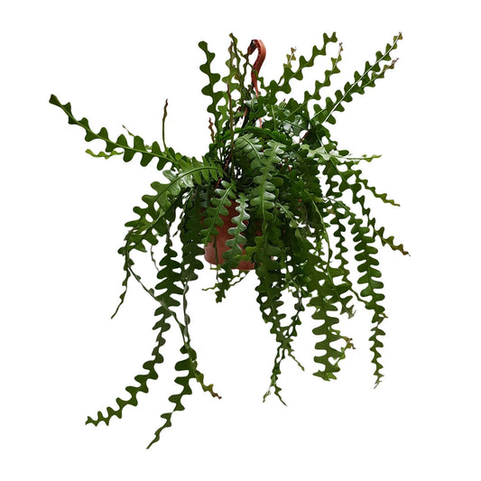 Epiphyllum anguliger – Fischgrätenkaktus Ø30cm, 60cm hoch