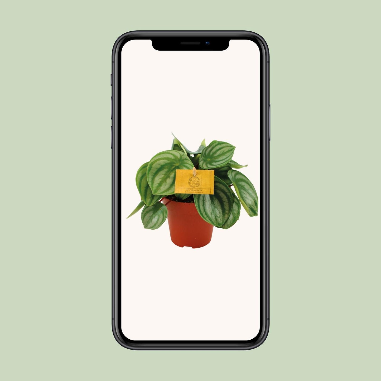 Peperomia Argyreia – Pflegeleichte Zimmerpflanze Ø12cm