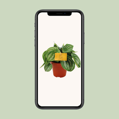 Peperomia Argyreia – Pflegeleichte Zimmerpflanze Ø12cm