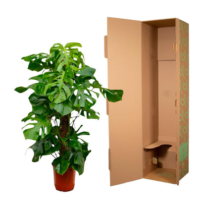 Monstera Deliciosa XXL – Tropische Zimmerpflanze 150 cm