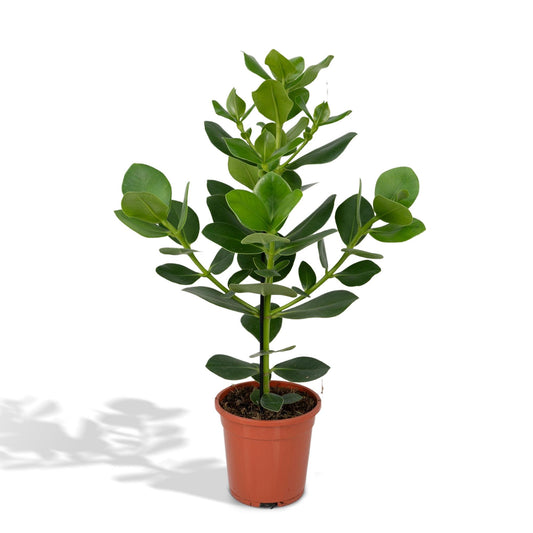 Clusia Rosea 'Princess' – Pflegeleichte Zimmerpflanze 60 cm
