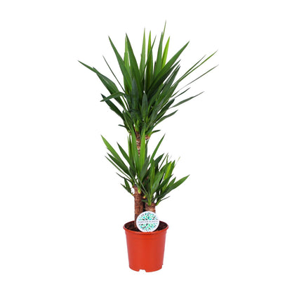 Yucca Elephantipes – Pflegeleichte Eleganz Ø21cm, 90cm hoch