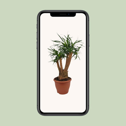 Beaucarnea Nolina – Ponyschwanzpalme Ø26cm, 75cm hoch