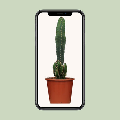 Cereus Peruvianus Florida – Pflegeleichter Wüstenkaktus Ø17cm