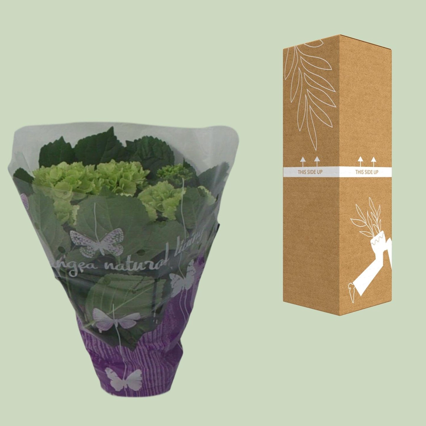 Endless Hydrangea – Elegante Zimmerhortensie Ø14cm