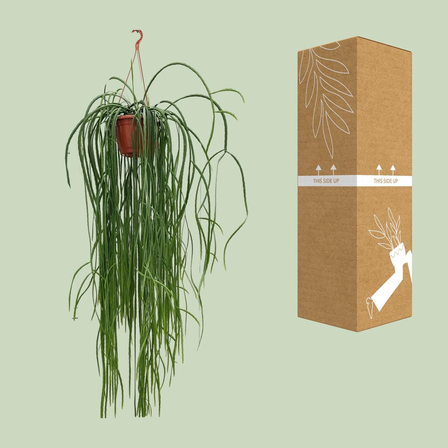 Lepismium Bolivianum – Pflegeleichter Hängekaktus Ø20cm