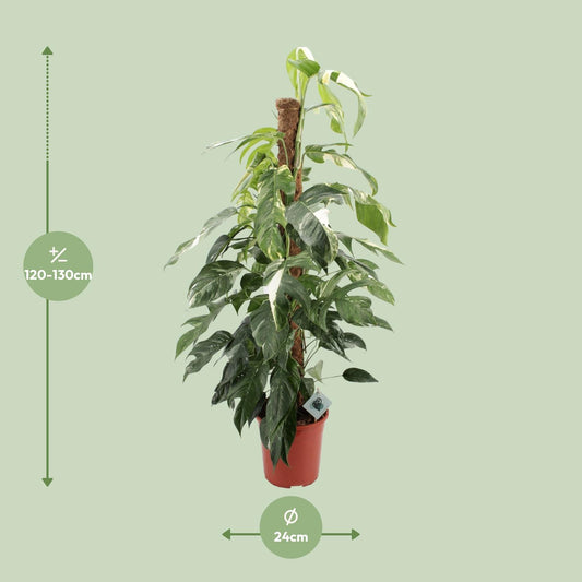 Efeutute 'Albo Variegata' – 125 cm pflegeleicht & dekorativ