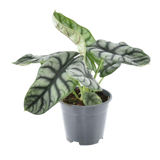 Alocasia Nebula Silver Compacta – Exotisches Pfeilblatt Ø14cm