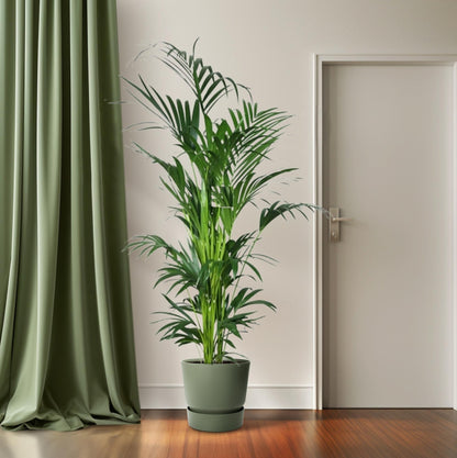 Kentia Palme – 200 cm hohe pflegeleichte Zimmerpflanze