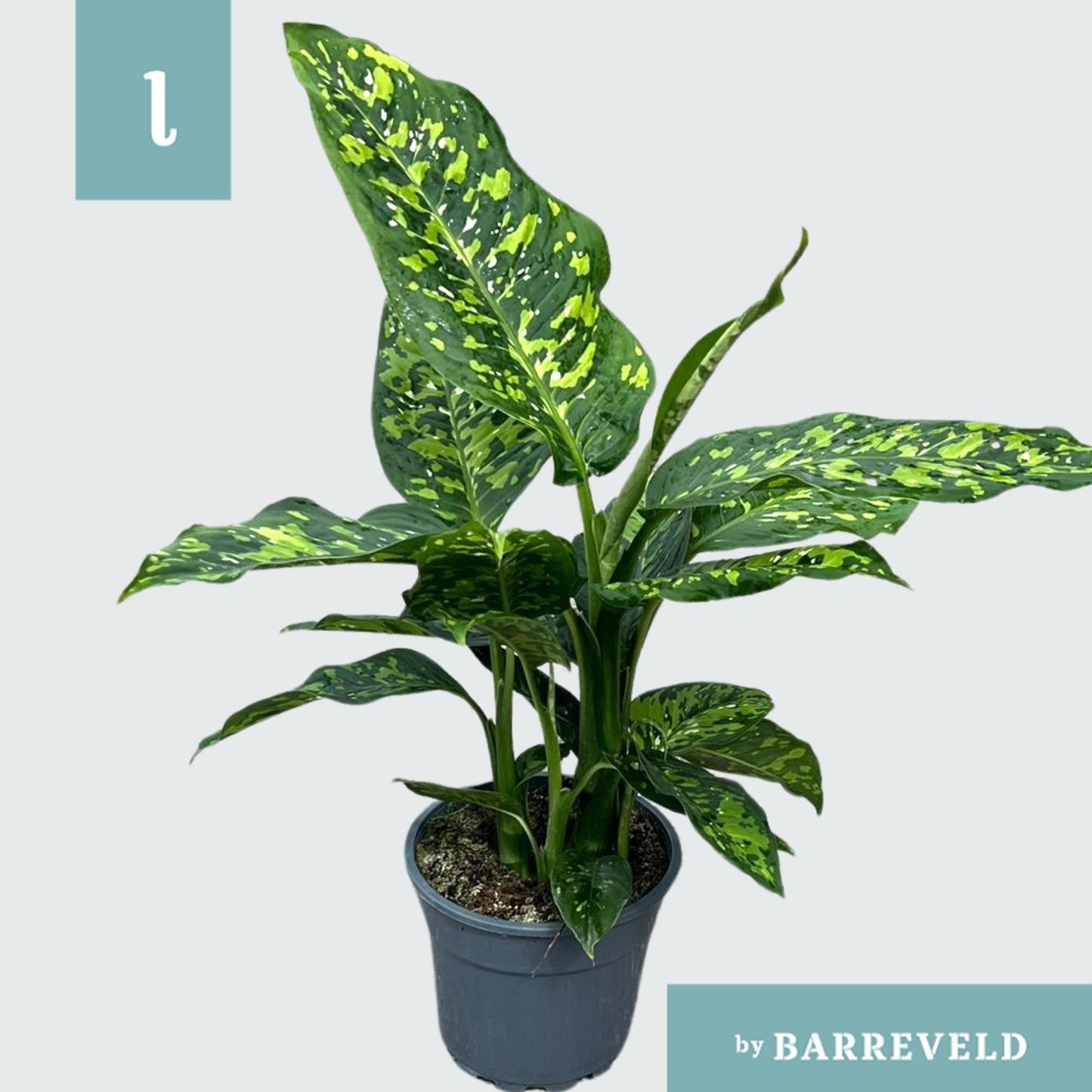 Dieffenbachia 'Spotty' – Pflegeleichte Trendpflanze Ø17cm