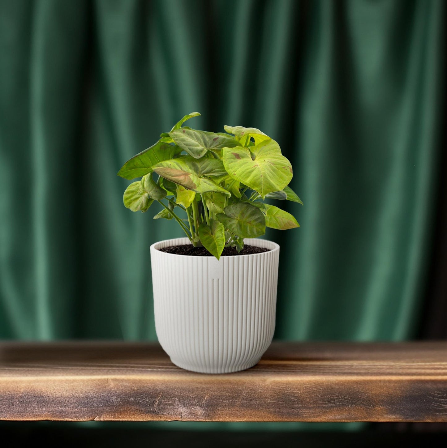 Syngonium Milk Confetti – Pfeilspitzenpflanze Ø12cm, 20cm hoch