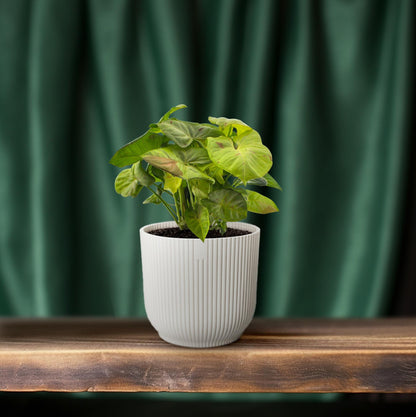 Syngonium Milk Confetti – Pfeilspitzenpflanze Ø12cm, 20cm hoch