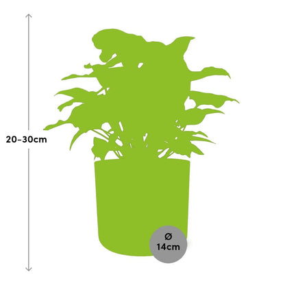 Syngonium Arrow – Pfeilblatt-Efeu im ELHO b.for soft Rond 14cm