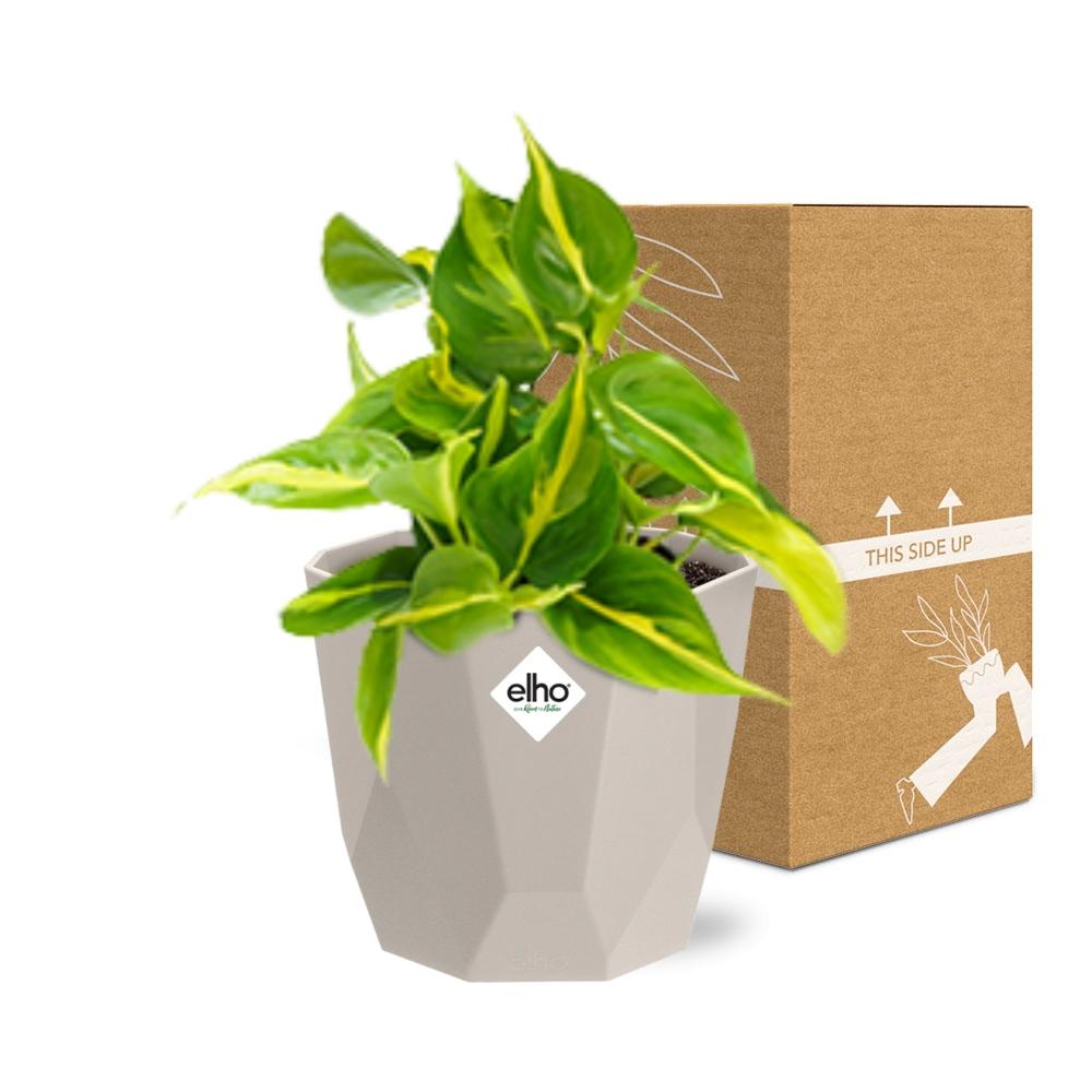 Philodendron Scandens ‘Brasil’ in ELHO b.for rock 14 cm warm grey