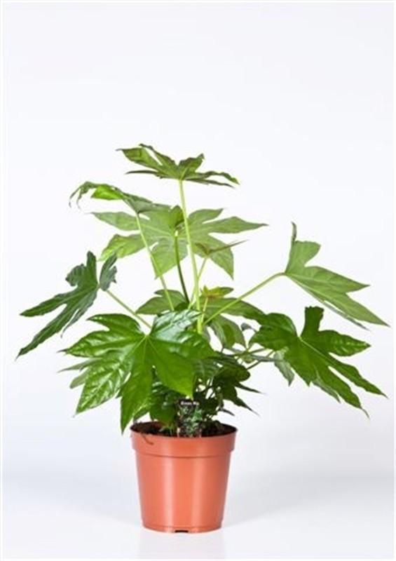 Fatsia Japonica – Pflegeleichte Zimmerpflanze Ø17cm