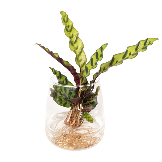 Calathea Insignis Hydroponie im Kingston Glas Ø12cm