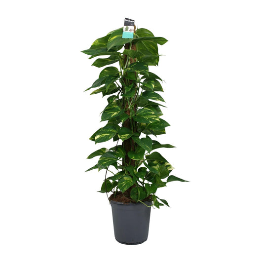 Scindapsus (Epipremnum) – Pflegeleichte Zimmerpflanze Ø24cm