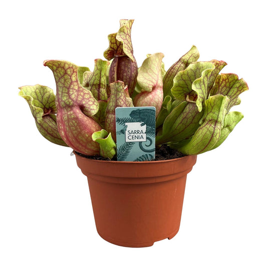 Sarracenia Purpurea – Exotische pflegeleichte Schlauchpflanze Ø12cm