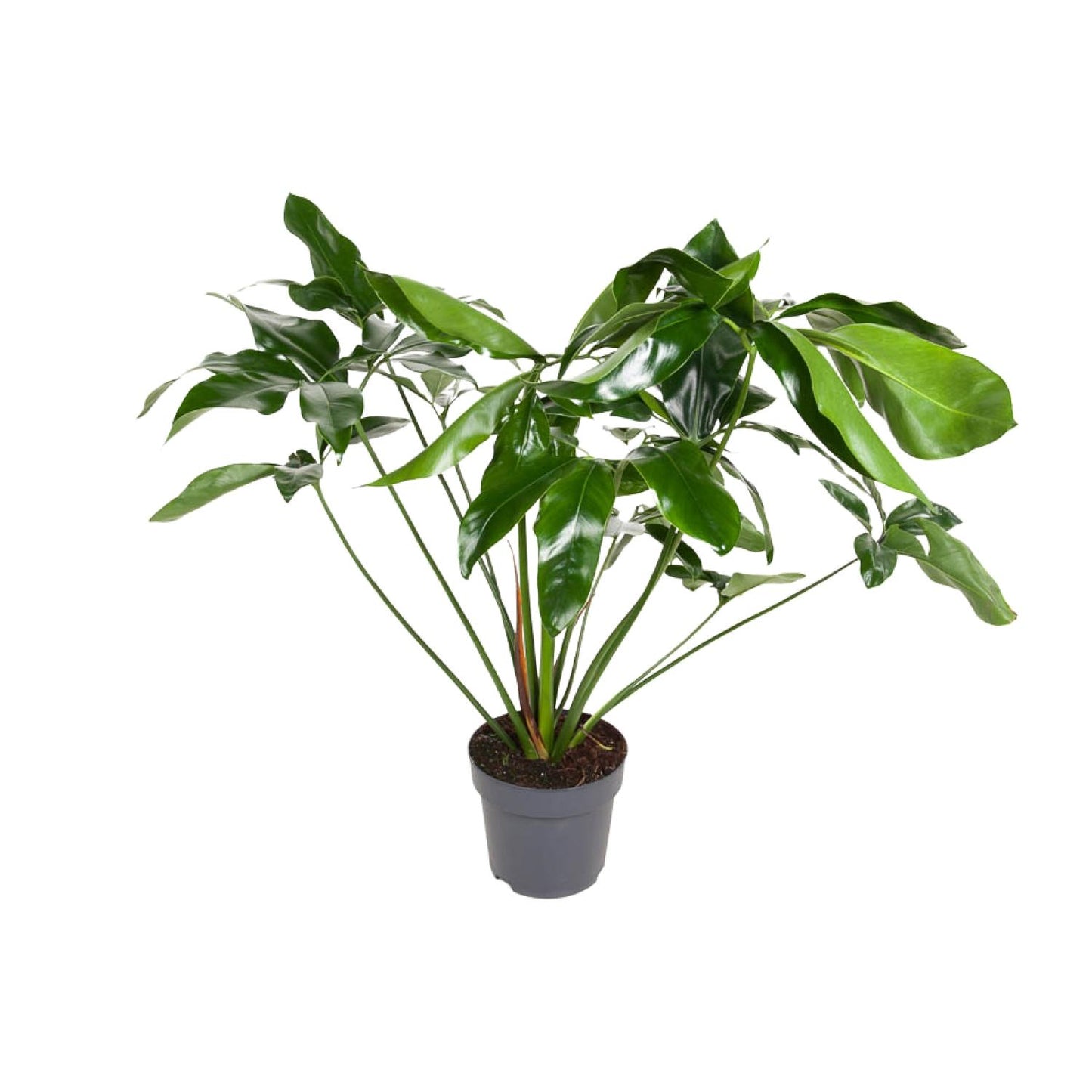 Philodendron Green Wonder – Pflegeleichte Zimmerpflanze Ø24cm