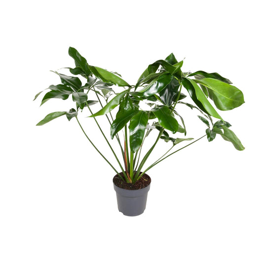 Philodendron Green Wonder – Pflegeleichte Zimmerpflanze Ø24cm