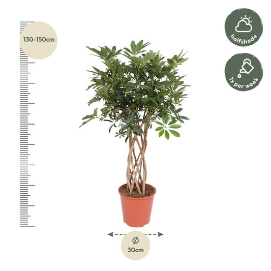 Schefflera Arboricola Compacta mit geflochtenem Stamm – 130 cm