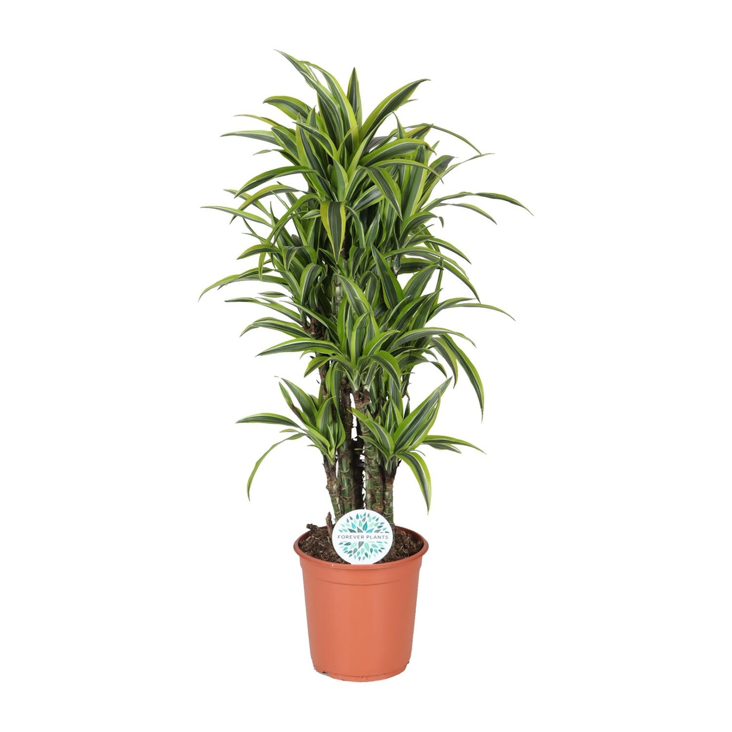 Dracaena Deremensis Lemon Lime – Pflegeleichter Drachenbaum Ø24cm