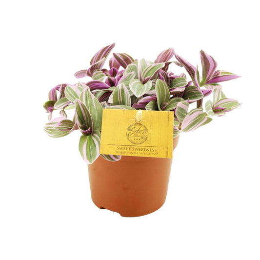 Dreimasterblume 'Sweetness' – Pflegeleichte Zimmerpflanze Ø10,5cm