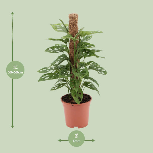 Monstera Monkey – Pflegeleichte Zimmerpflanze Ø17cm