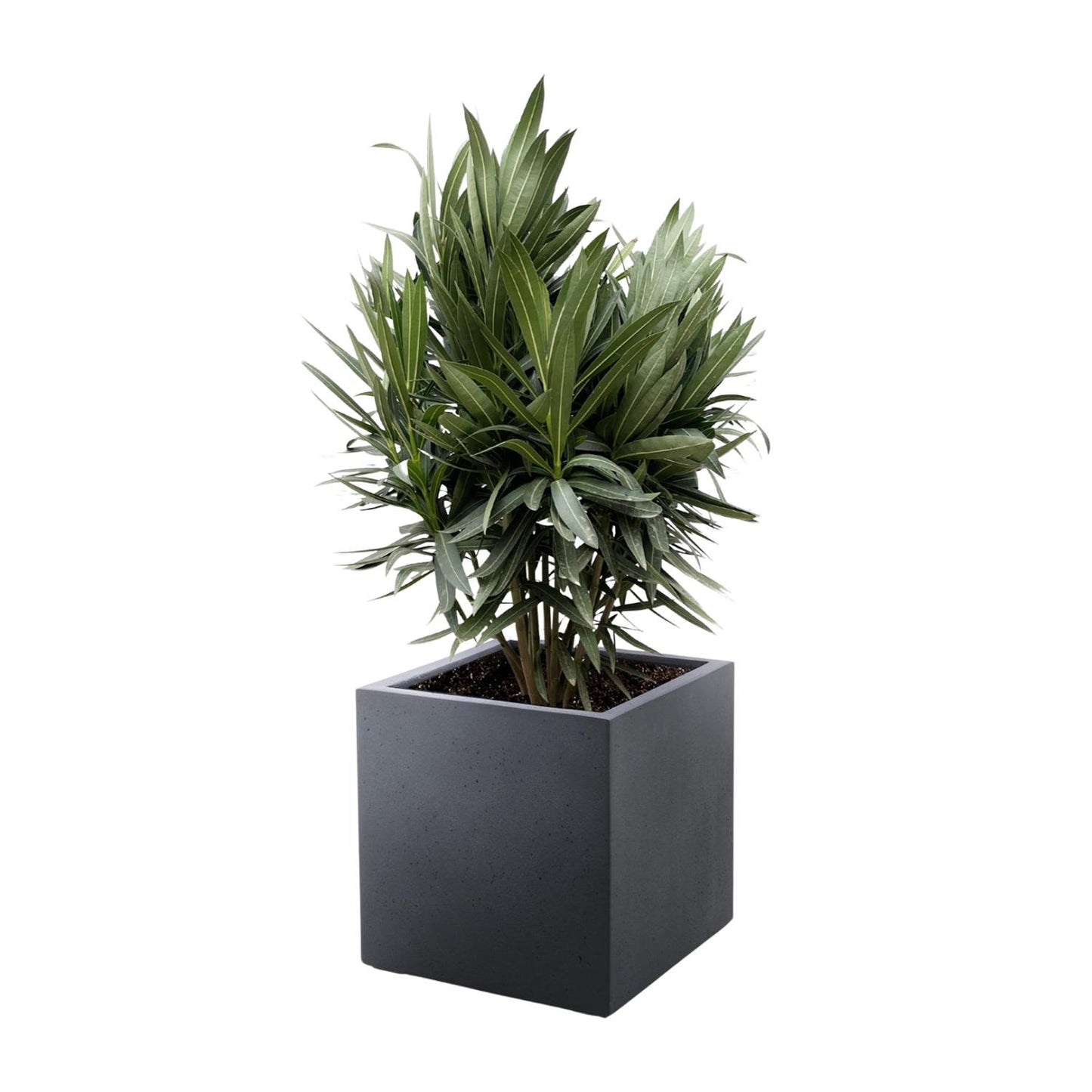 Nerium Oleander Strauch mit roten Blüten – 70 cm, Ø19 cm