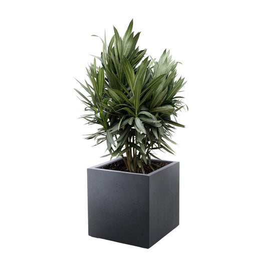 Nerium Oleander Strauch mit roten Blüten – 70 cm, Ø19 cm