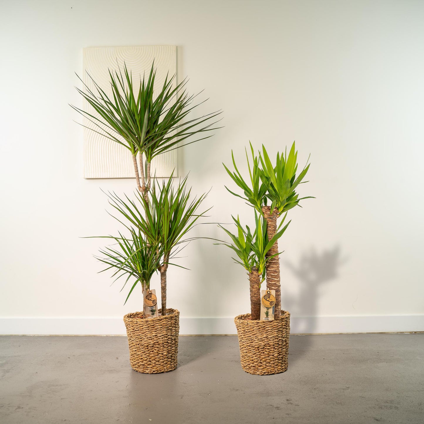 Dracaena & Yucca Zimmerpflanzen-Set – 120cm & 100cm