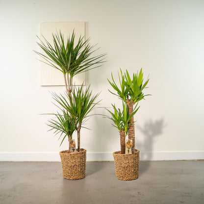 Dracaena & Yucca Zimmerpflanzen-Set – 120cm & 100cm