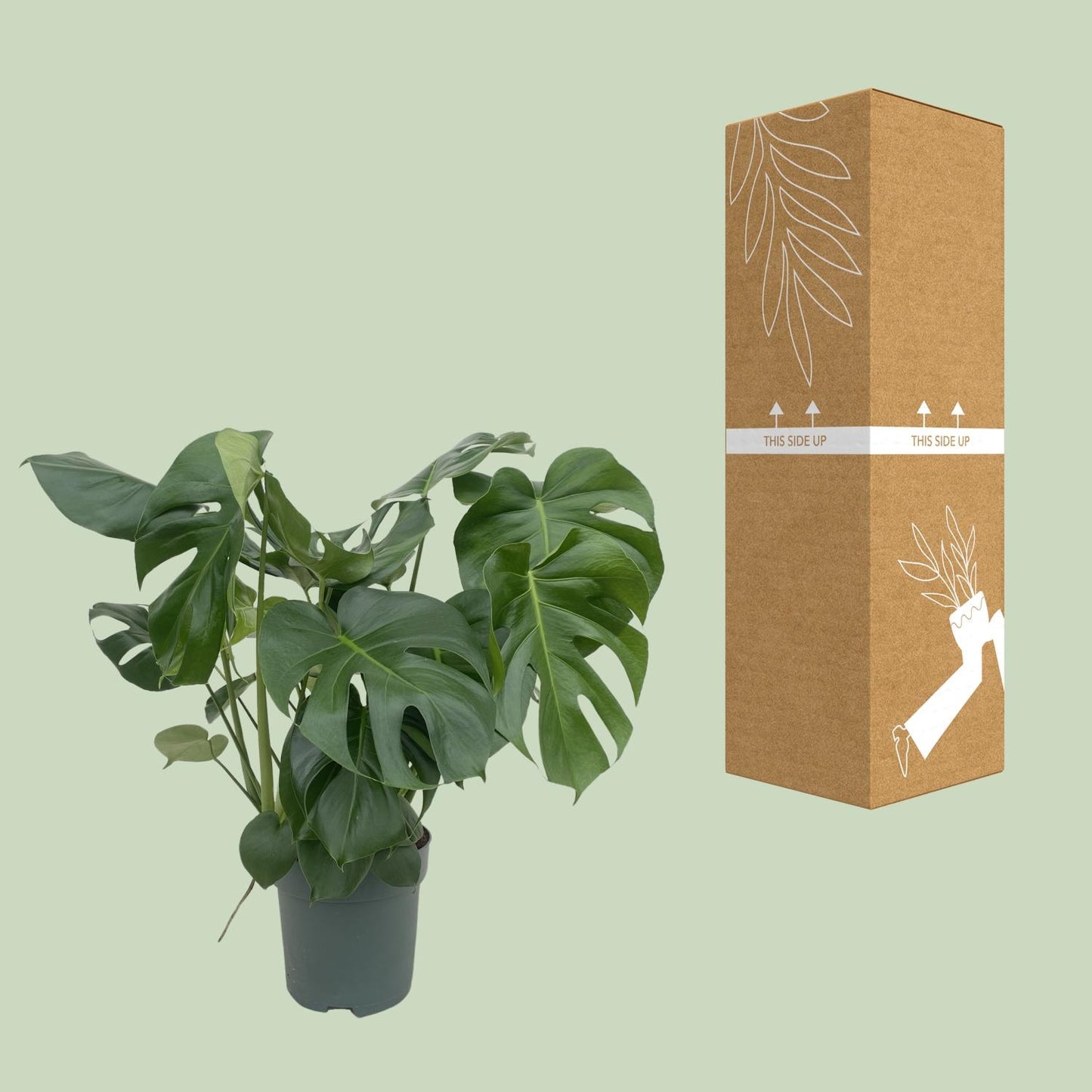 Monstera Deliciosa – 80 cm – Pflegeleichte Zimmerpflanze
